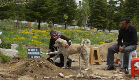 Nevşehir'de "Garip" adlı köpek, sahibinin mezarının başından ayrılmıyor