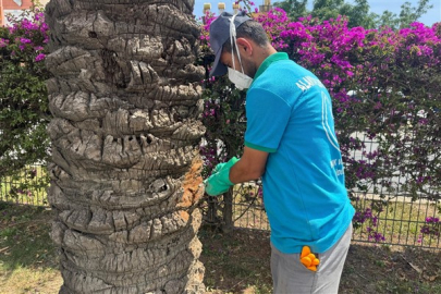 Alanya'da hurma ve palmiye ağaçlarına endoterapi uygulanıyor