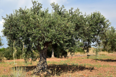 Vişne Madencilik'ten taşınmaz alımı