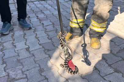 Konya Seydişehir’de evin bodrumuna giren yılan doğaya bırakıldı