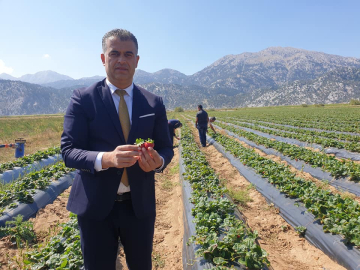 Gembos Ovasında çilek destekleriyle artan üretimle üreticinin yüzü güldü