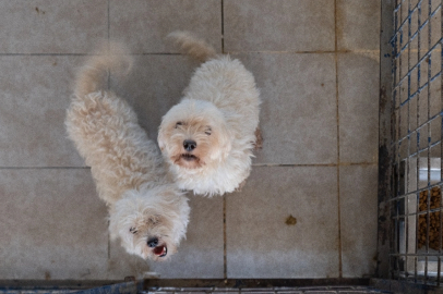 İzmir’de El Konulan 20 Cins Köpek Işıkkent Köpek Bakımevi’nde